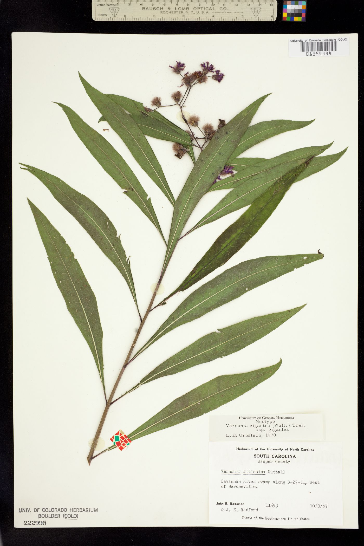 Vernonia gigantea image