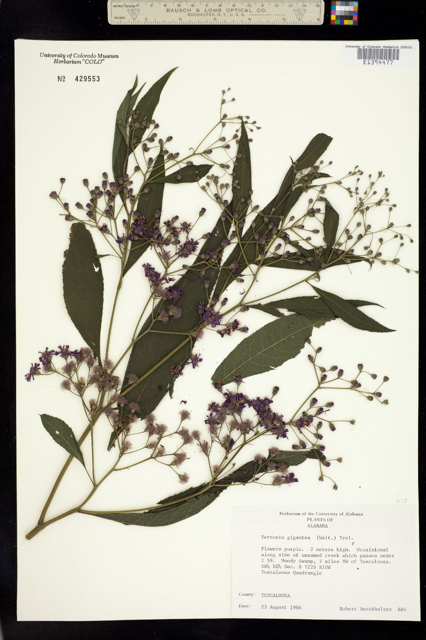 Vernonia gigantea image