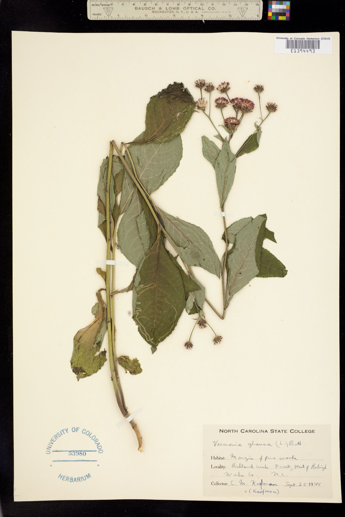 Vernonia glauca image