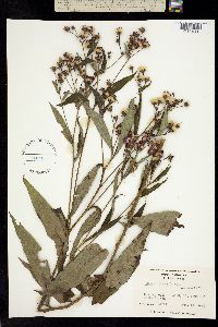 Image of Vernonia glauca