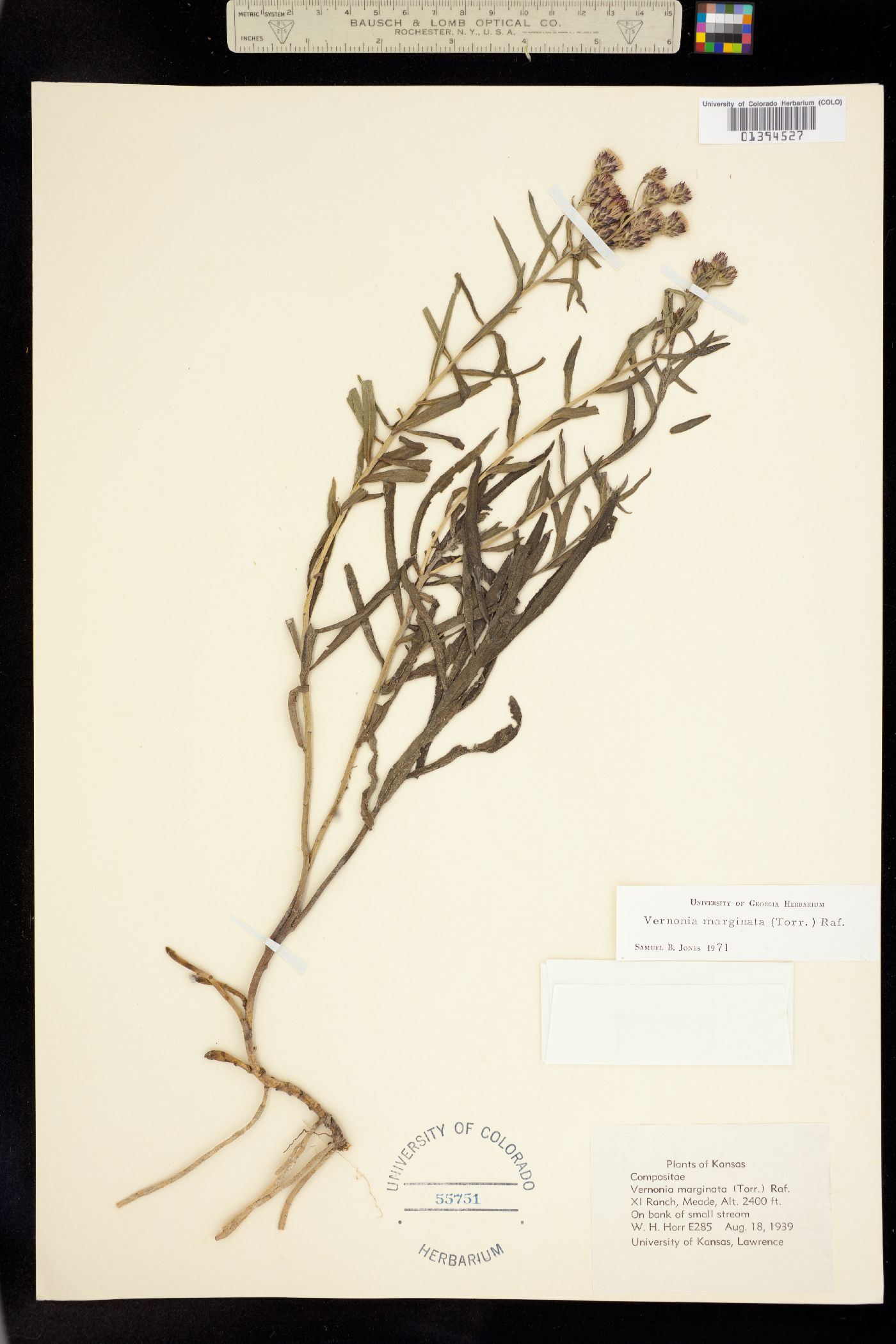 Vernonia marginata image