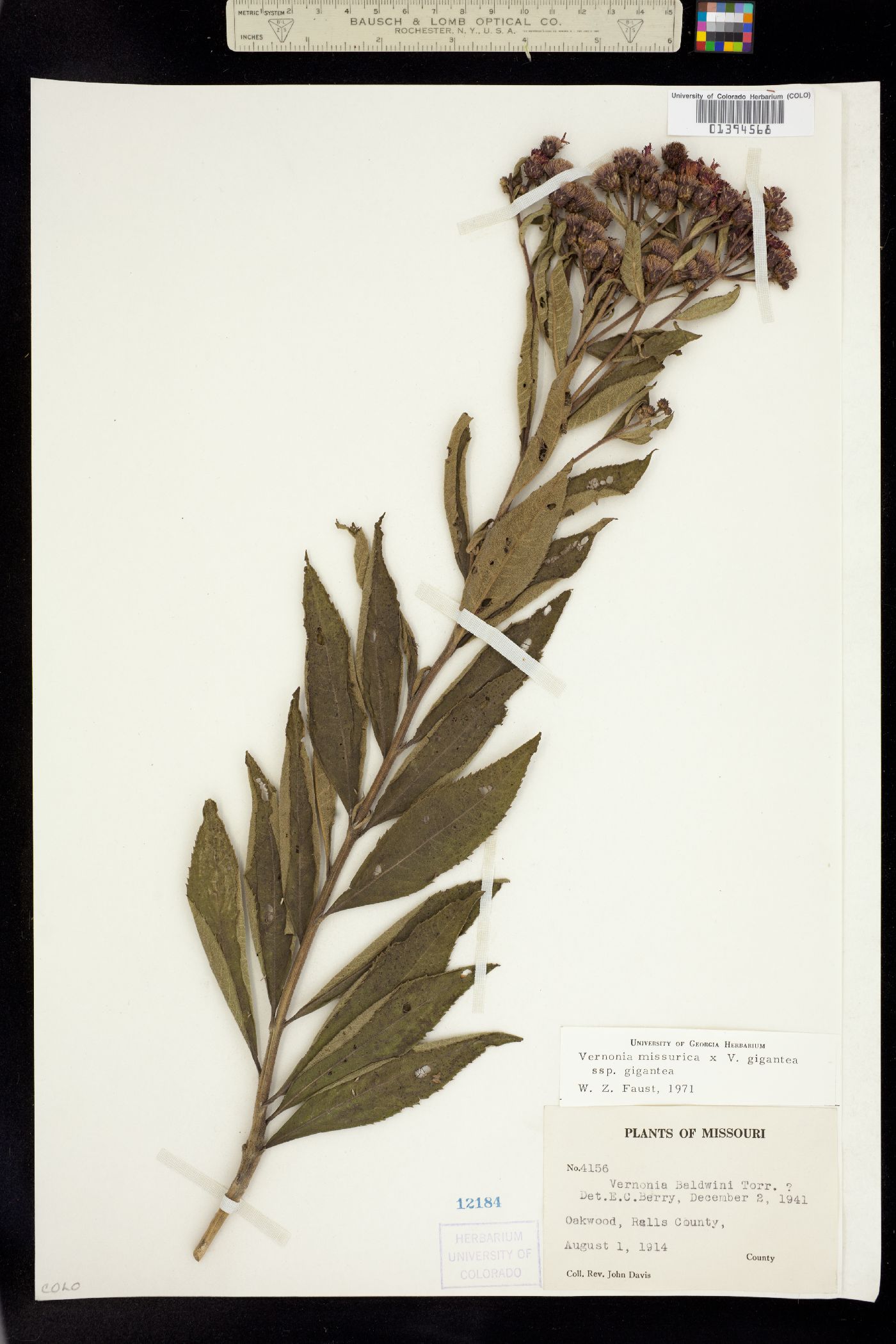 Vernonia missurica image