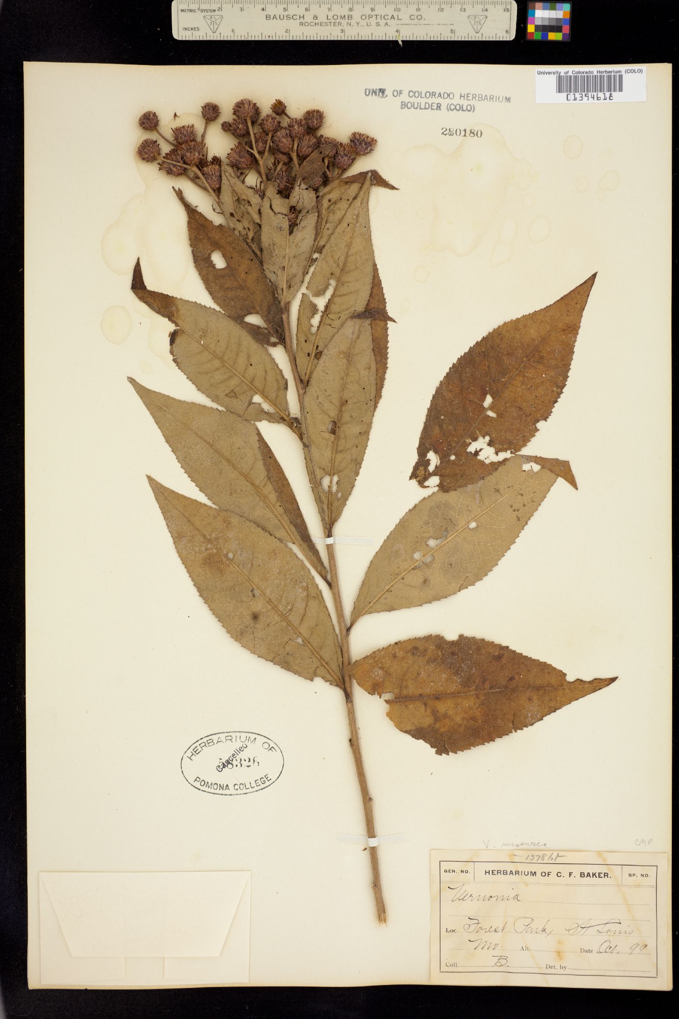 Vernonia missurica image