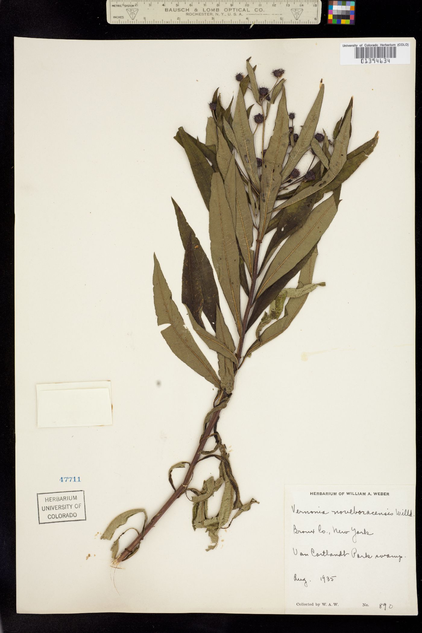 Vernonia noveboracensis image