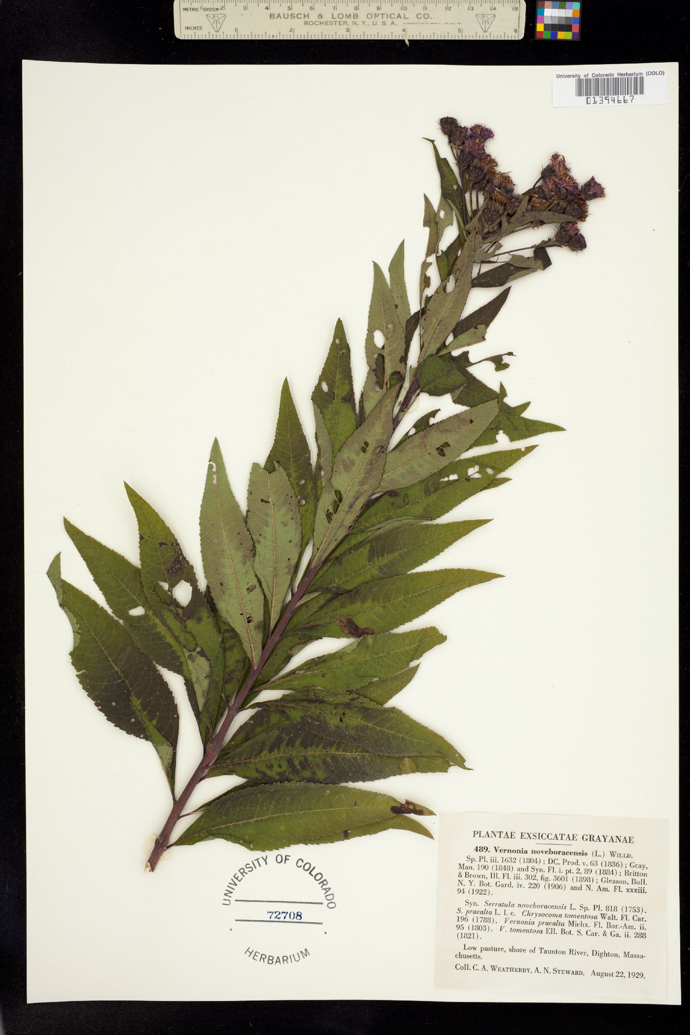 Vernonia noveboracensis image