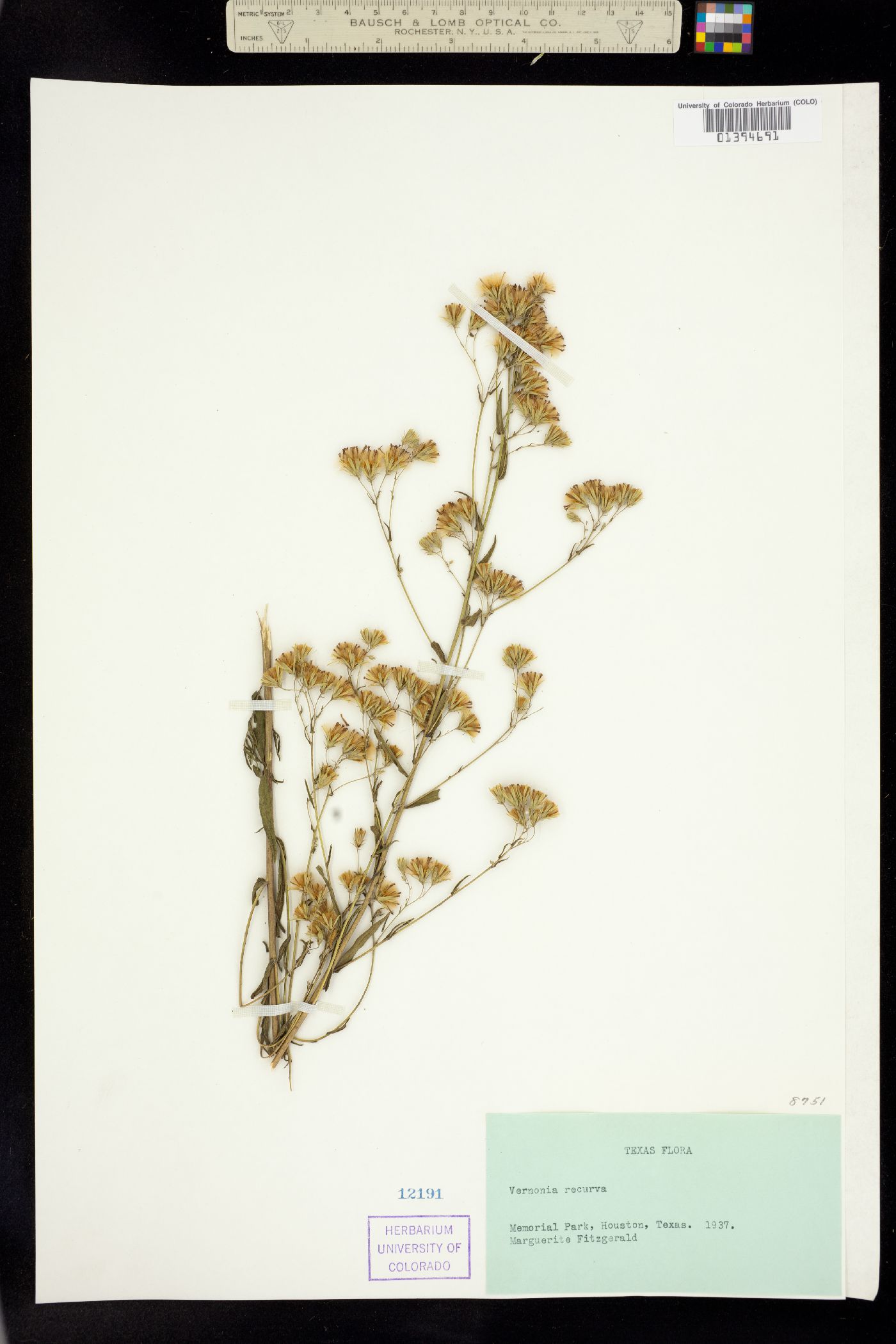 Vernonia X recurva image