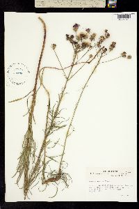 Image of Vernonia x recurva