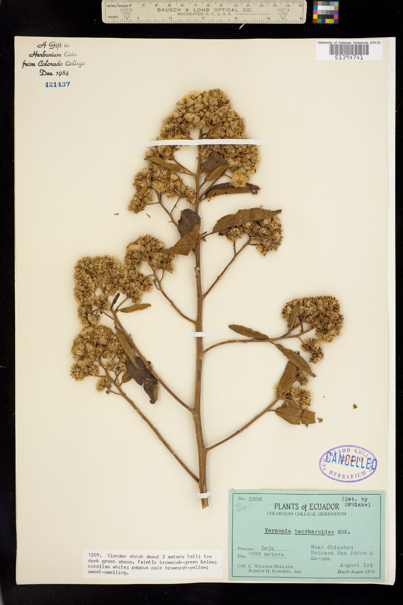 Vernonia baccharoides image