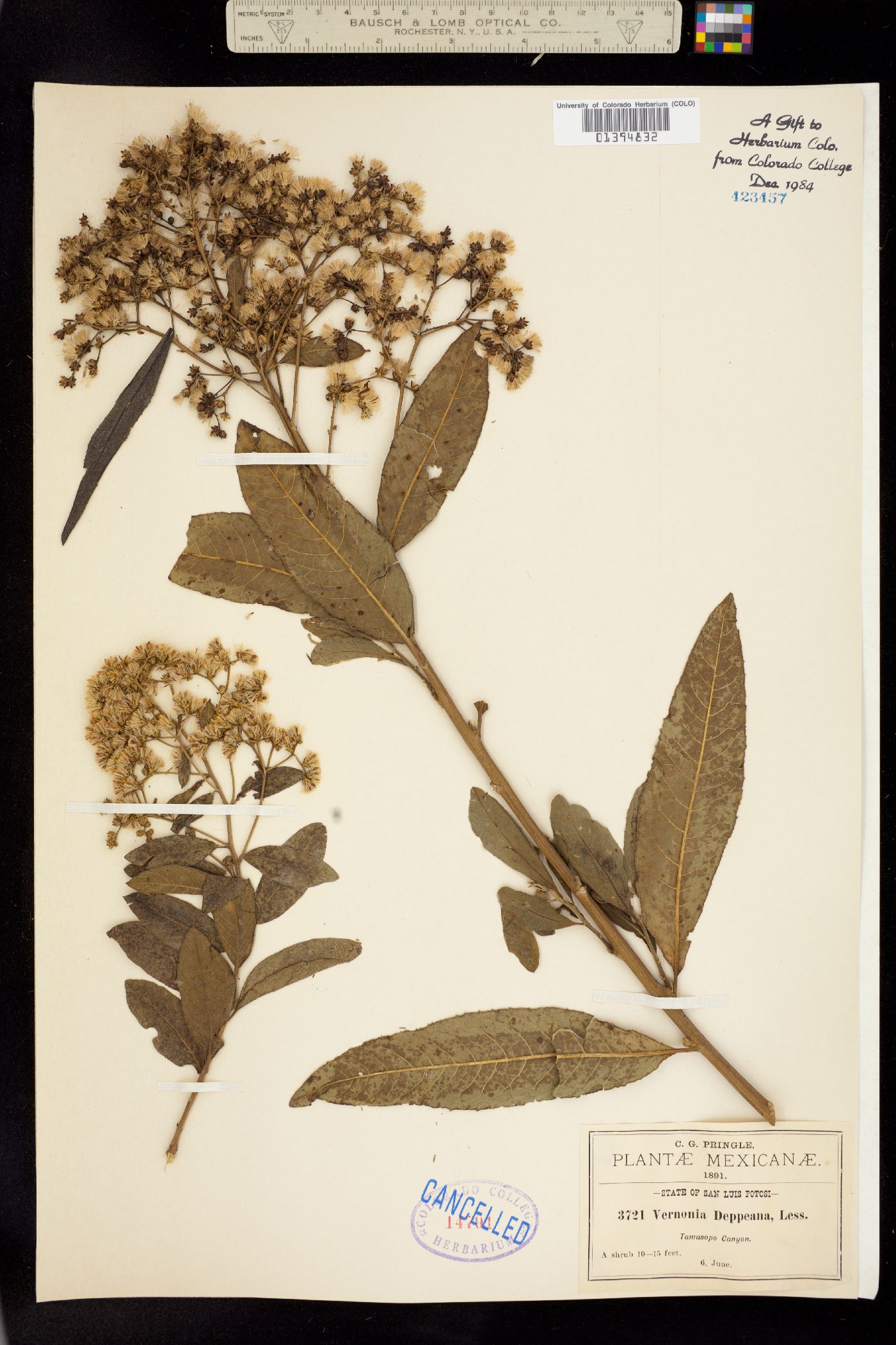 Vernonia deppeana image
