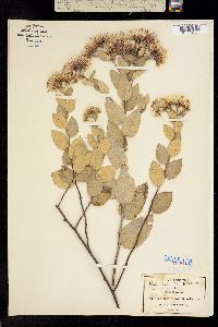 Vernonia foliosa image
