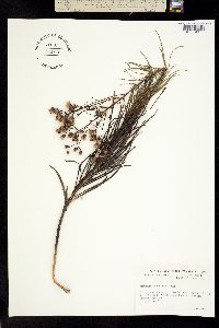 Vernonia scaberrima image