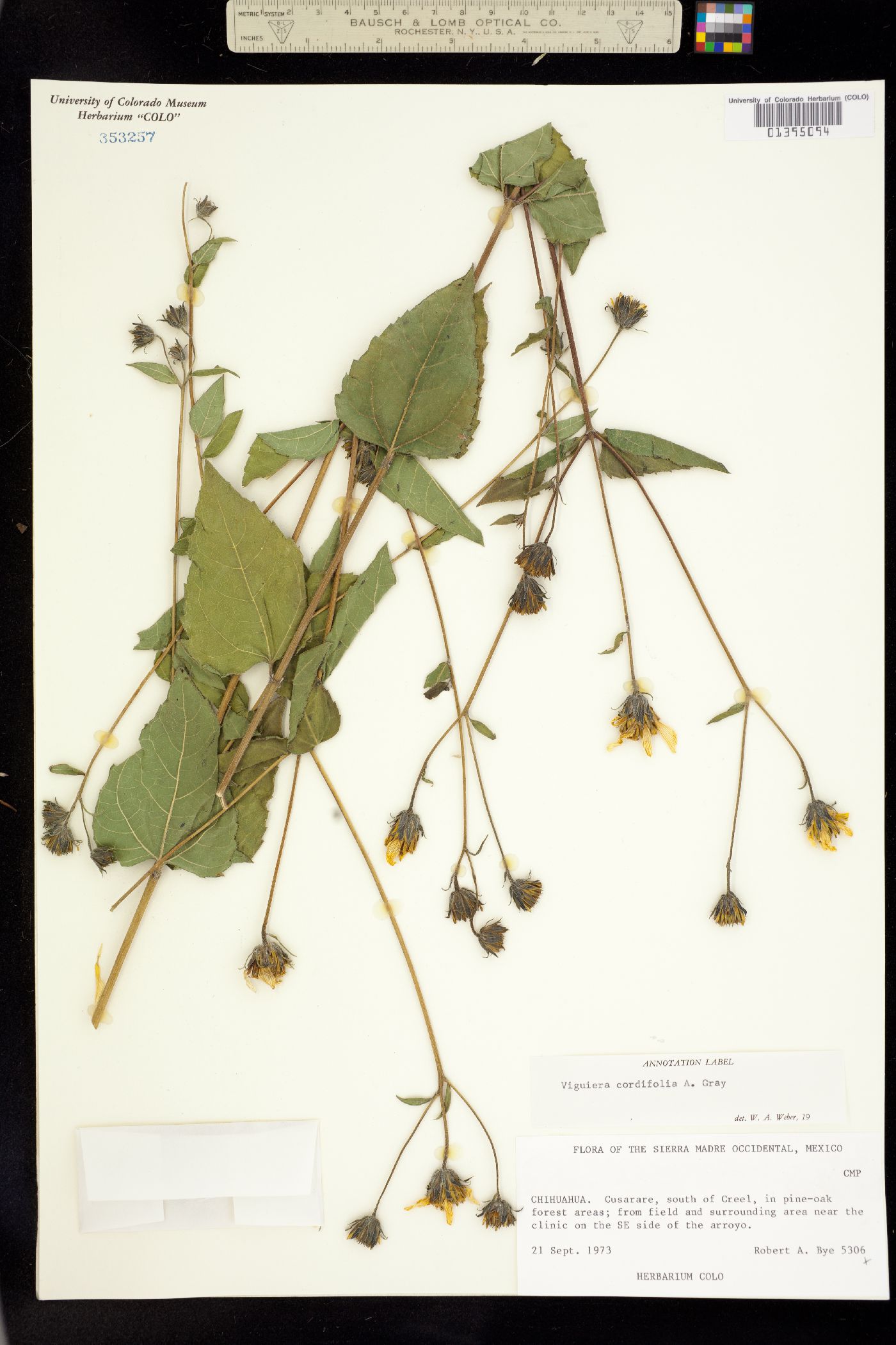 Viguiera cordifolia image