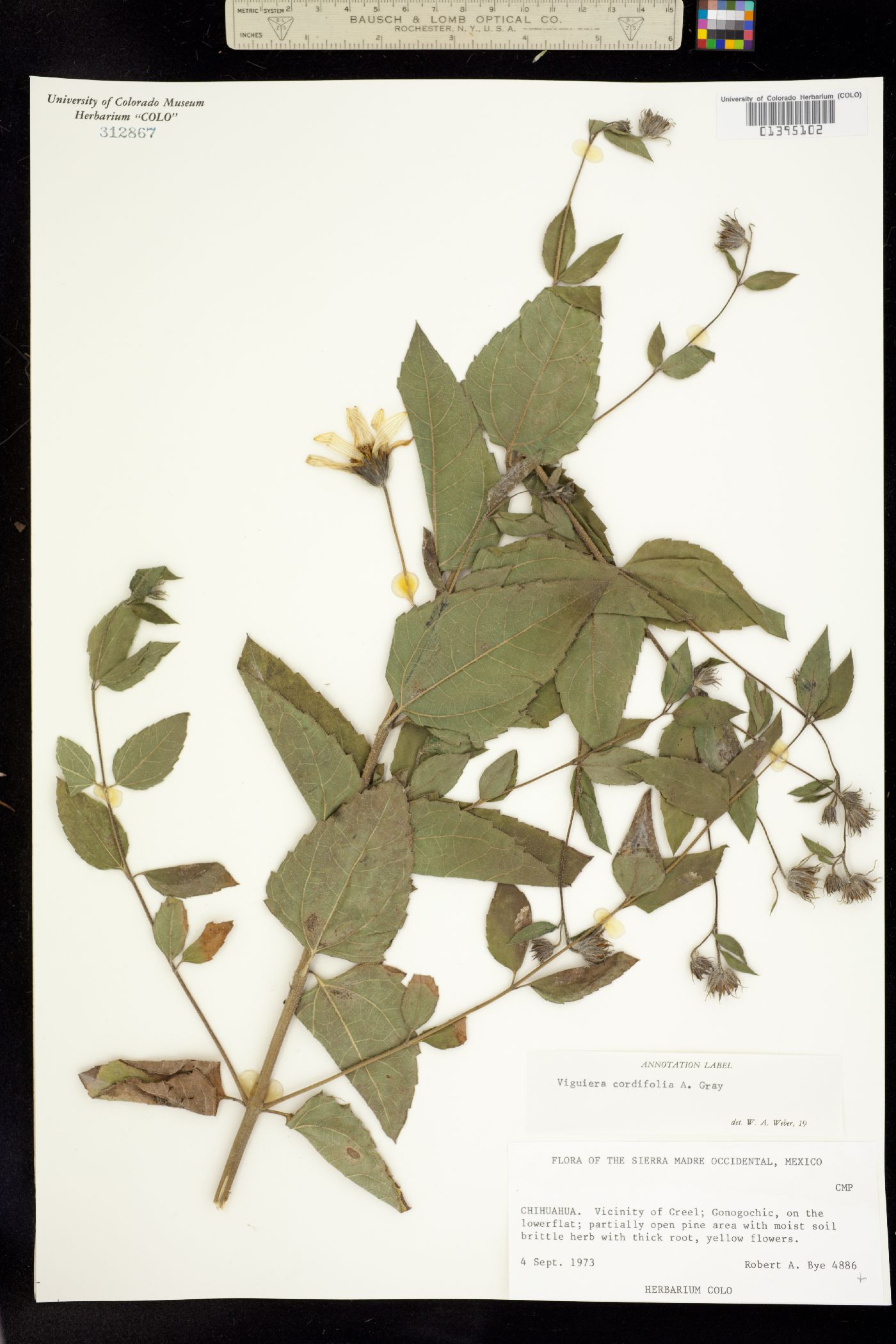 Viguiera cordifolia image