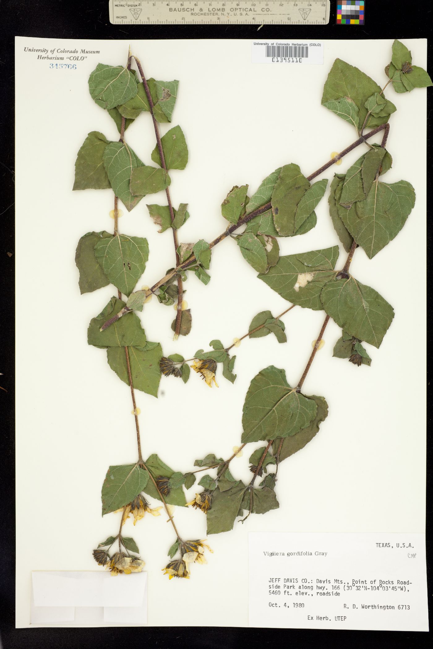 Viguiera cordifolia image