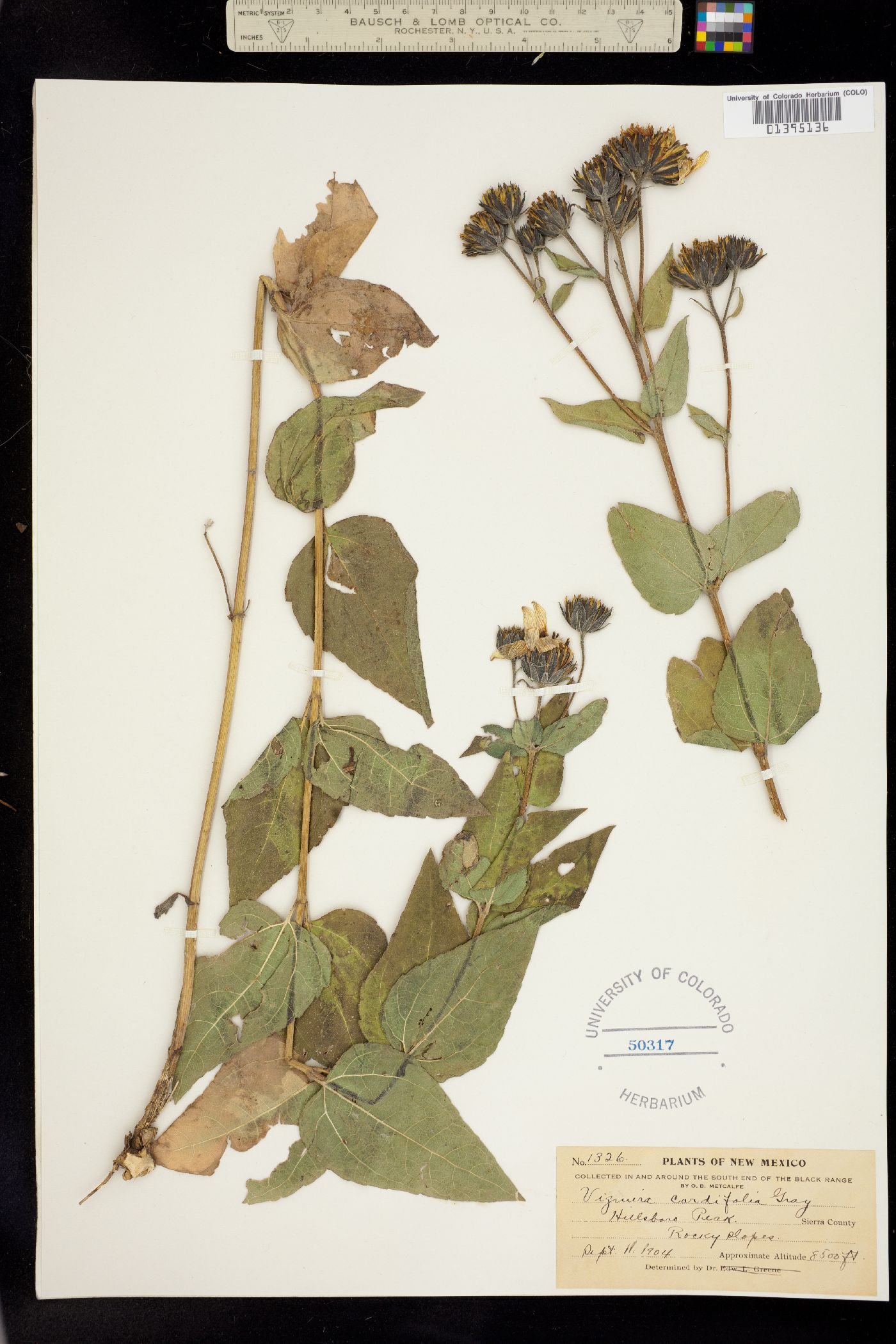 Viguiera cordifolia image