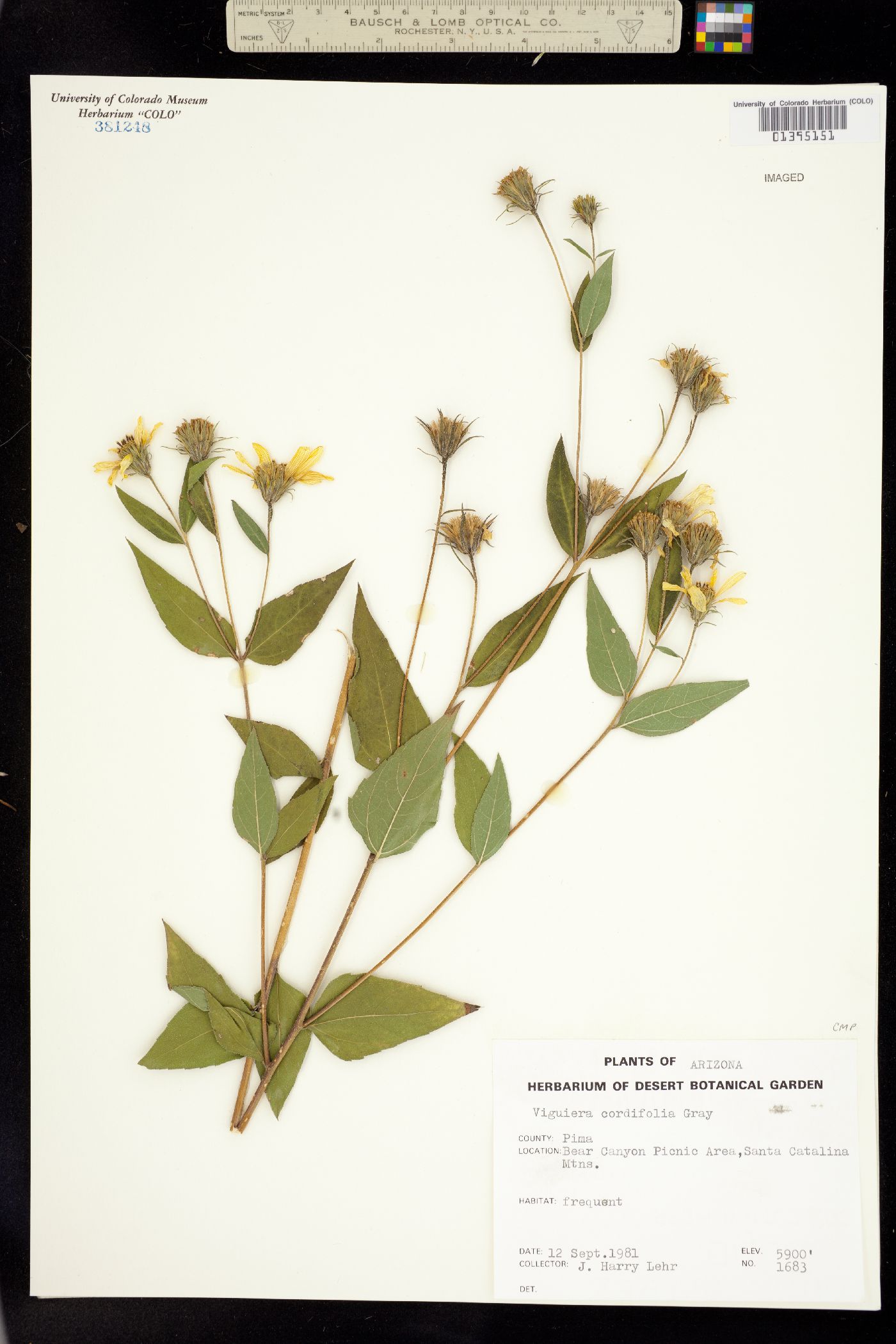 Viguiera cordifolia image