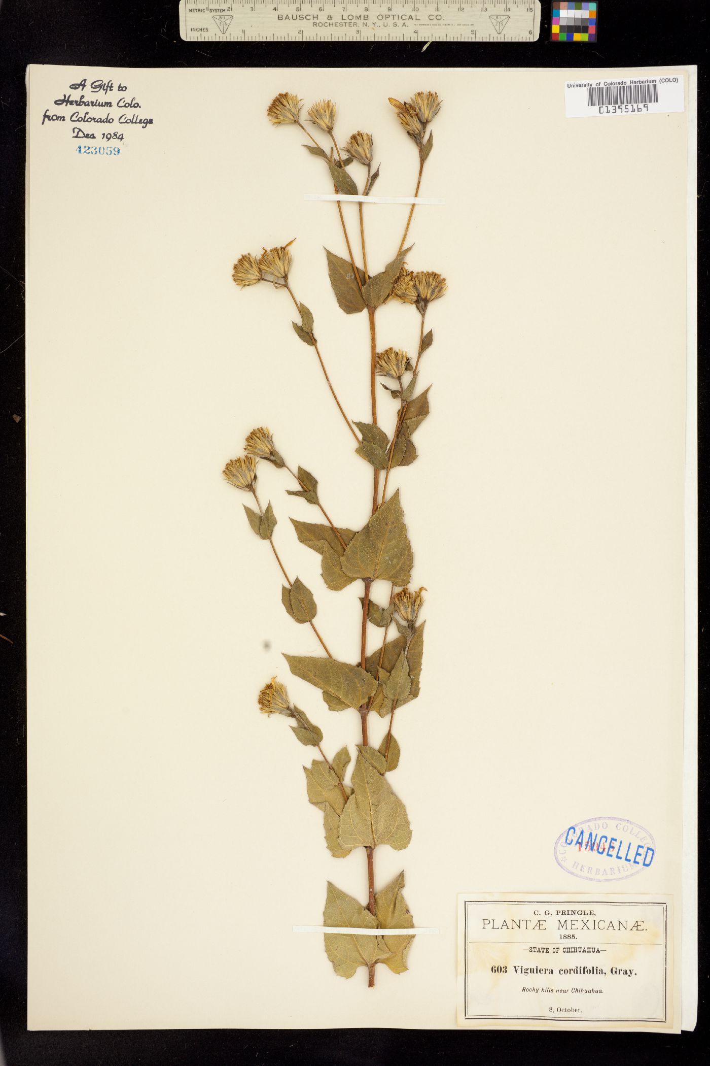 Viguiera cordifolia image