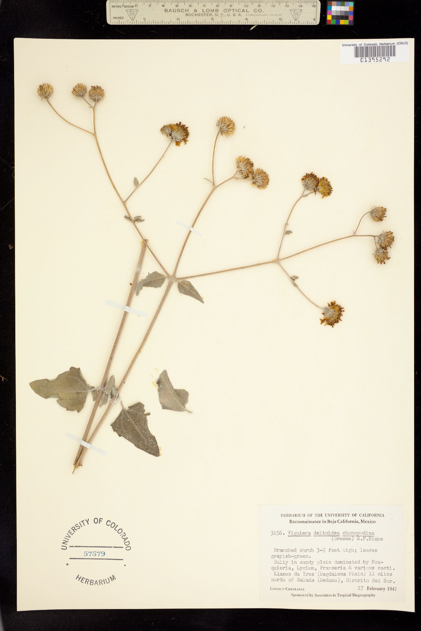 Viguiera deltoidea image