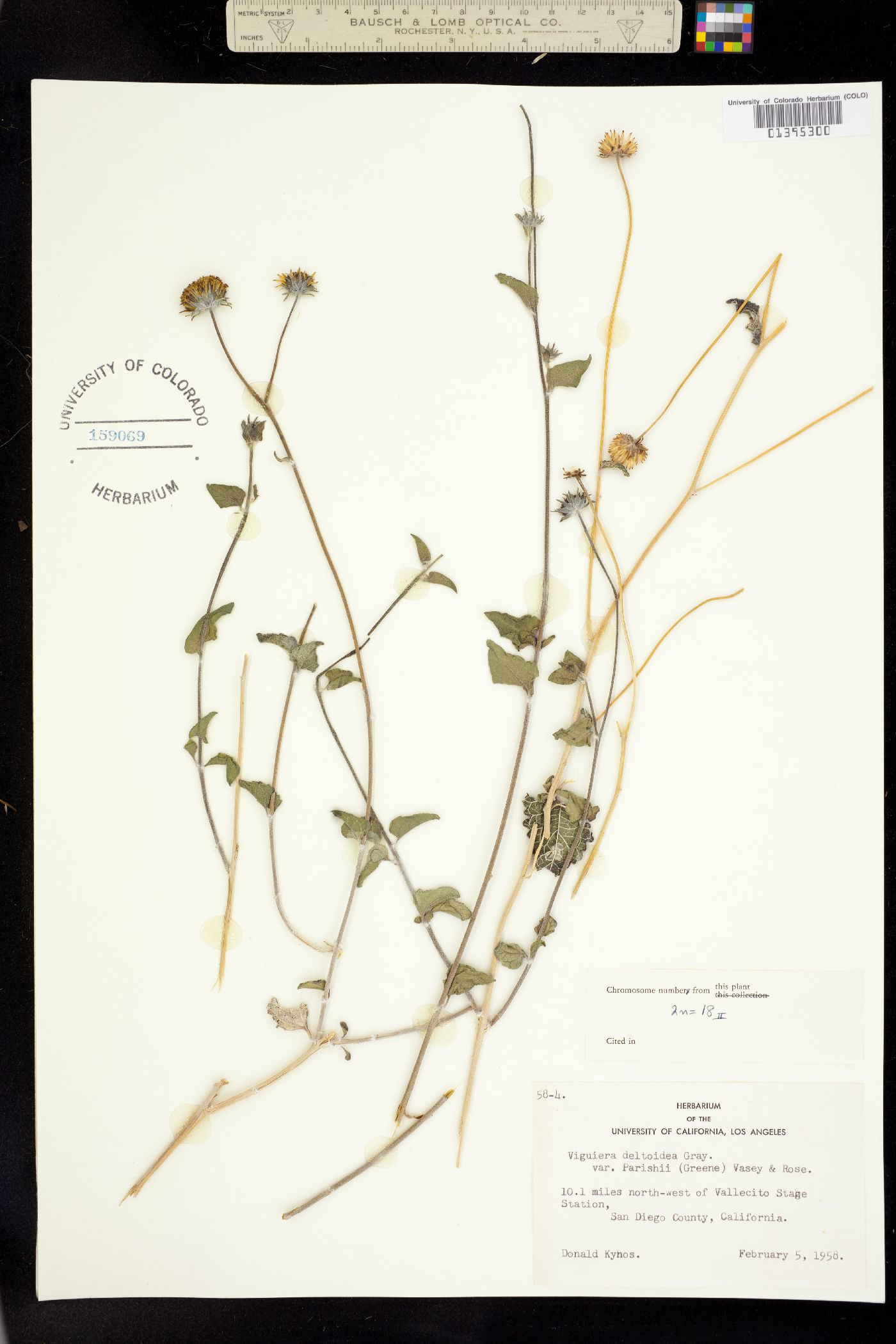 Viguiera deltoidea image