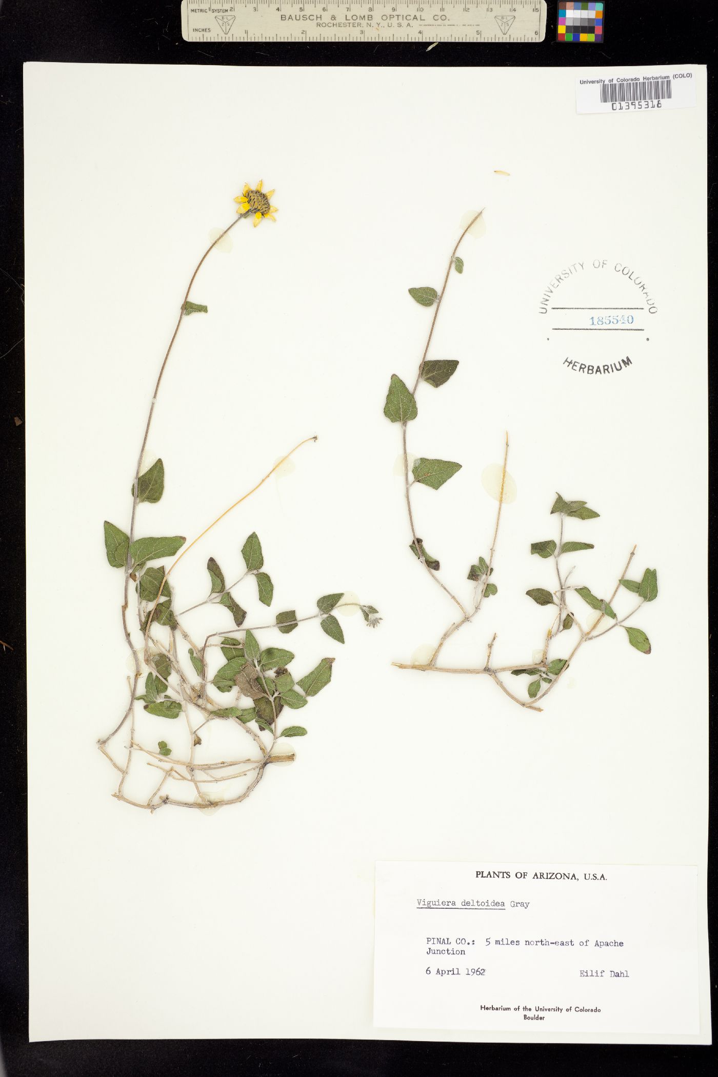 Viguiera deltoidea image