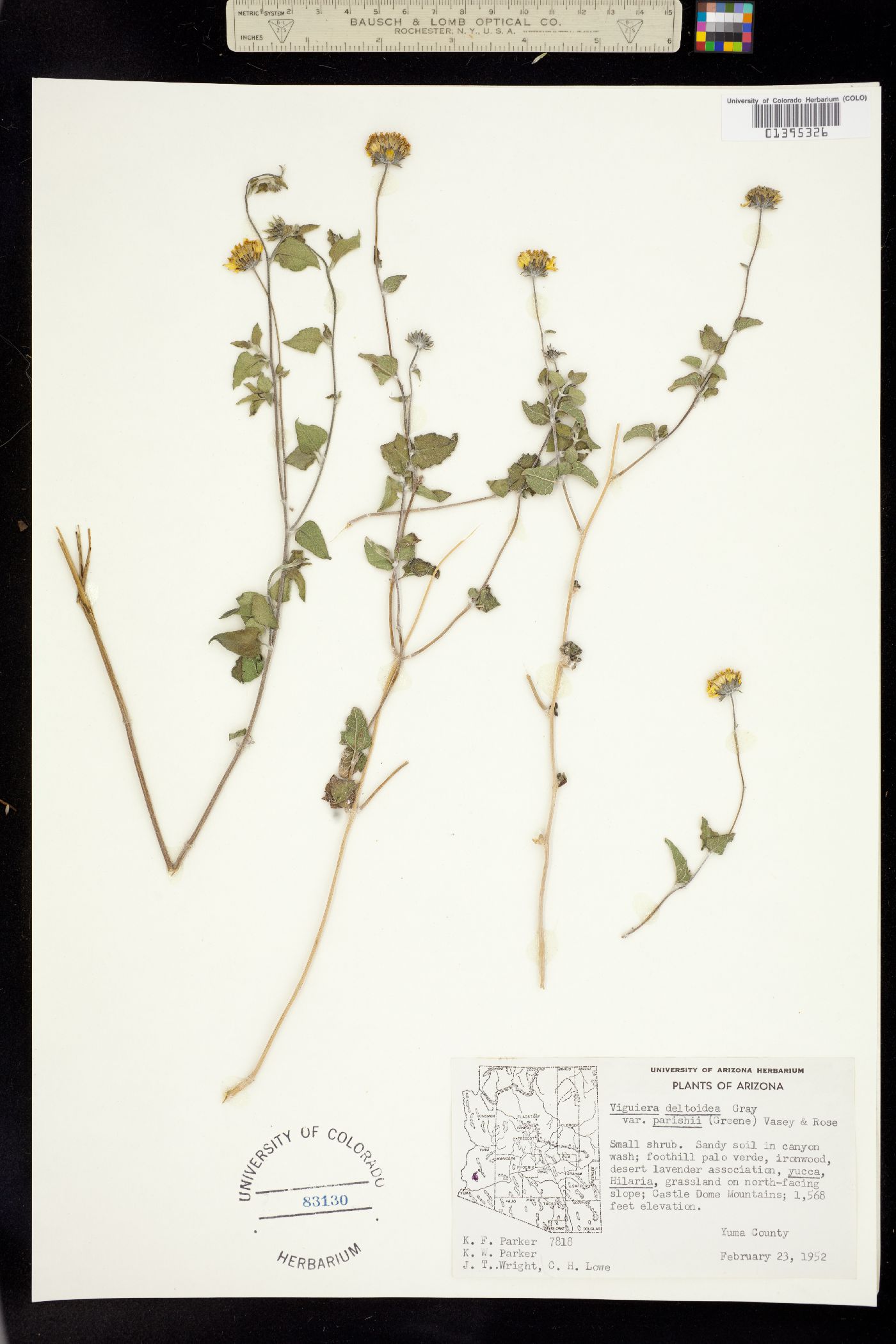 Viguiera deltoidea image