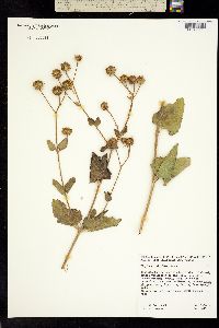 Bahiopsis deltoidea image