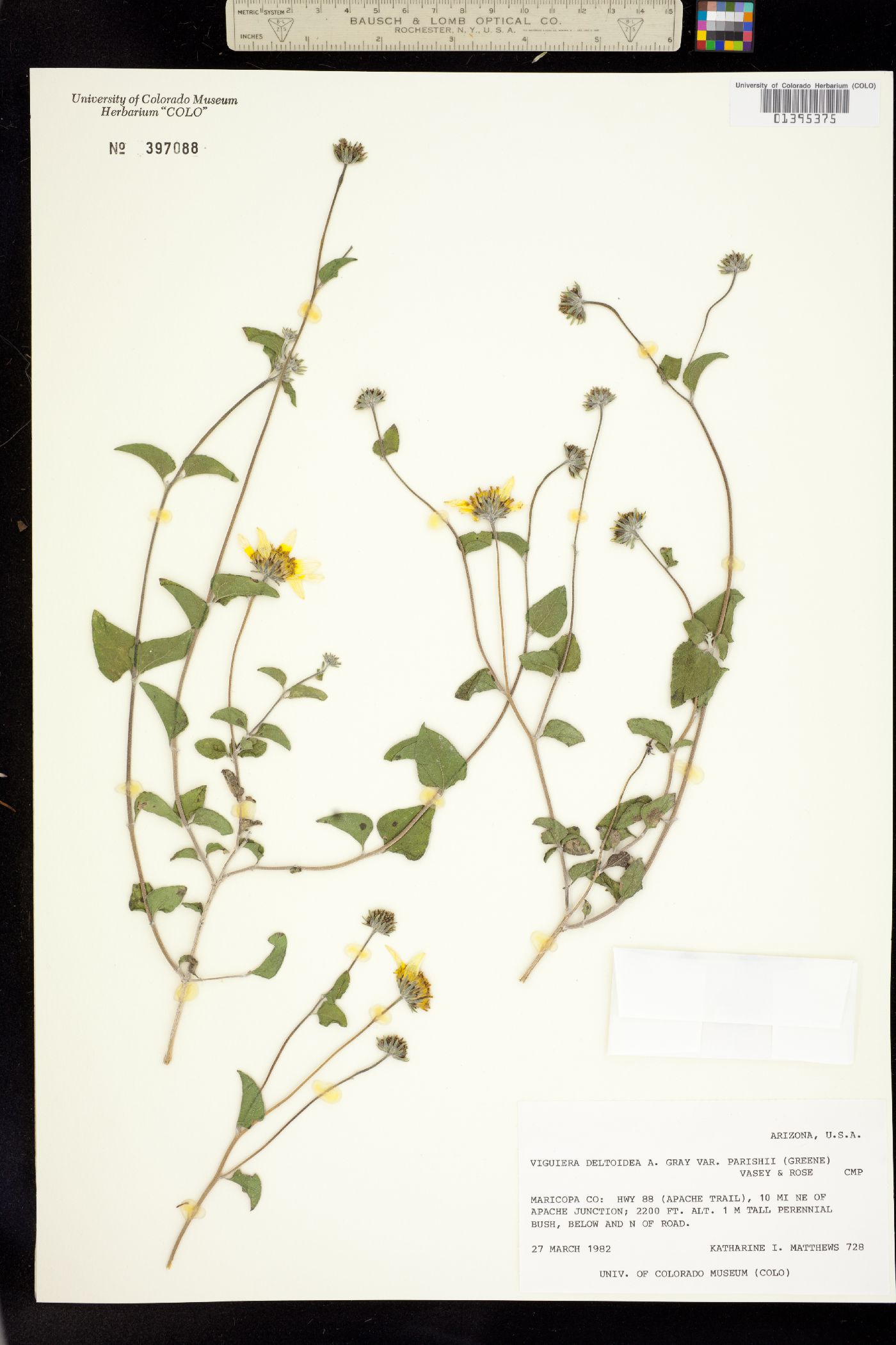 Viguiera deltoidea image