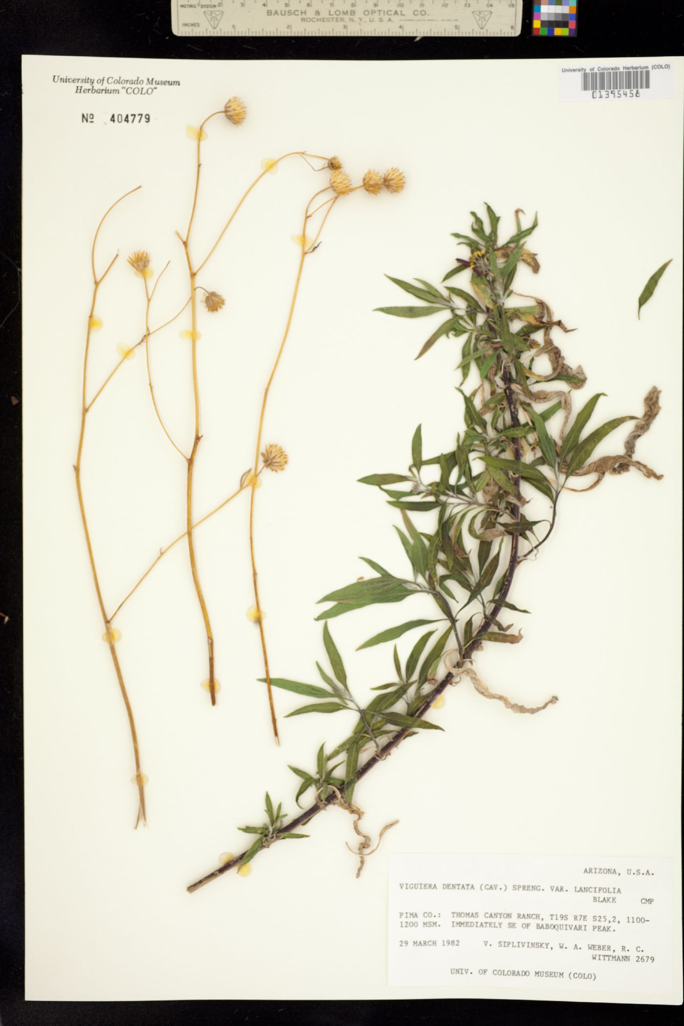 Viguiera dentata image