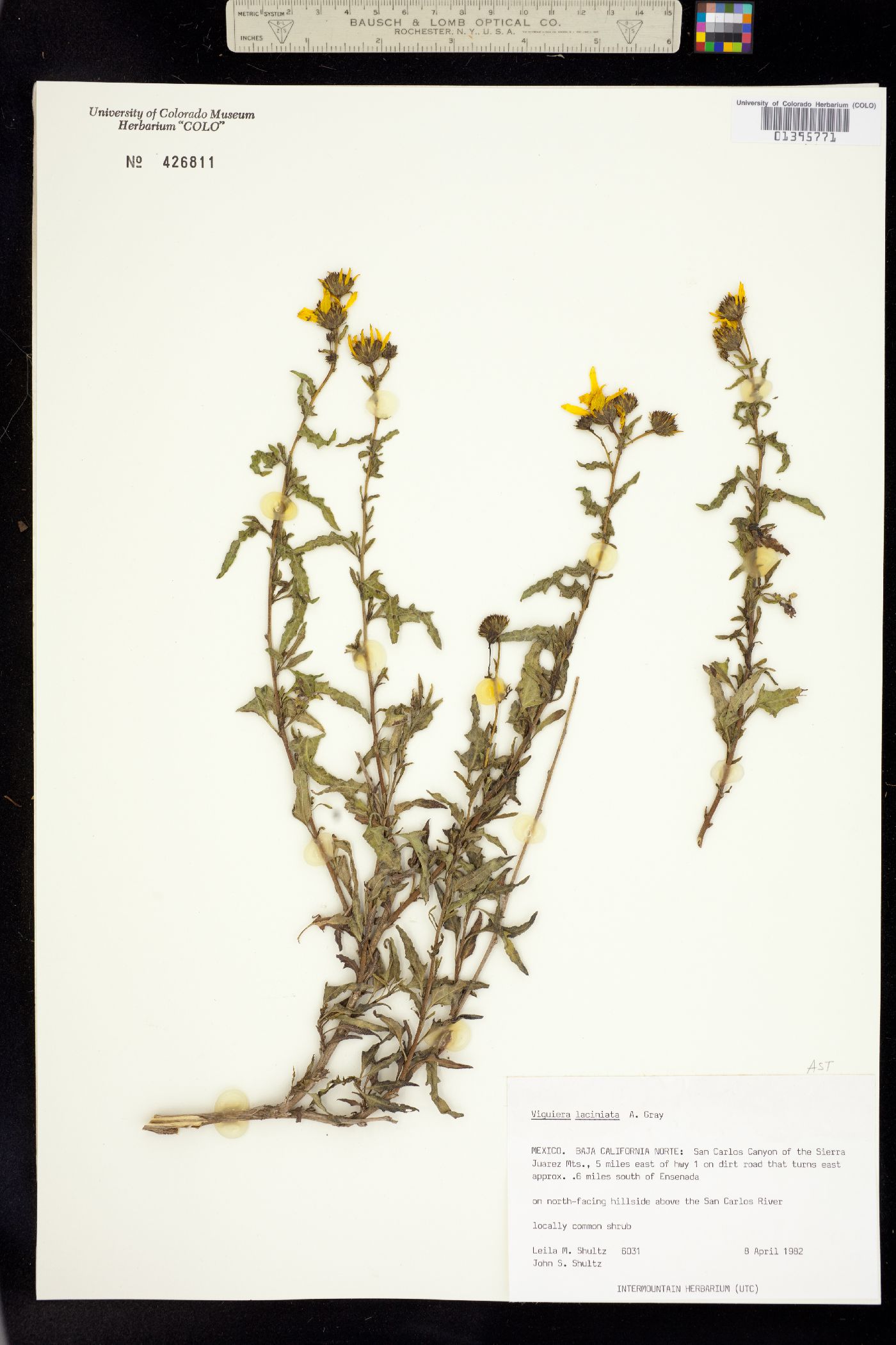 Bahiopsis laciniata image