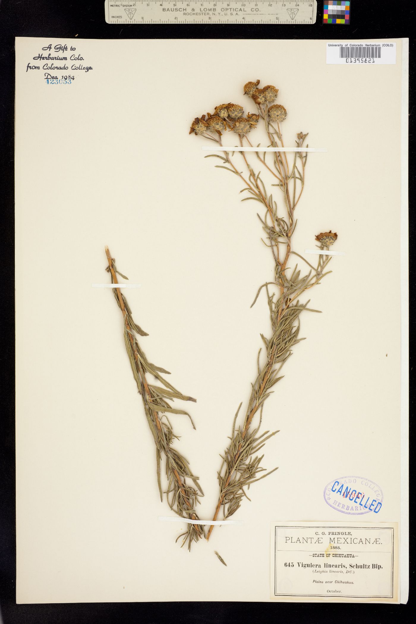 Viguiera linearis image