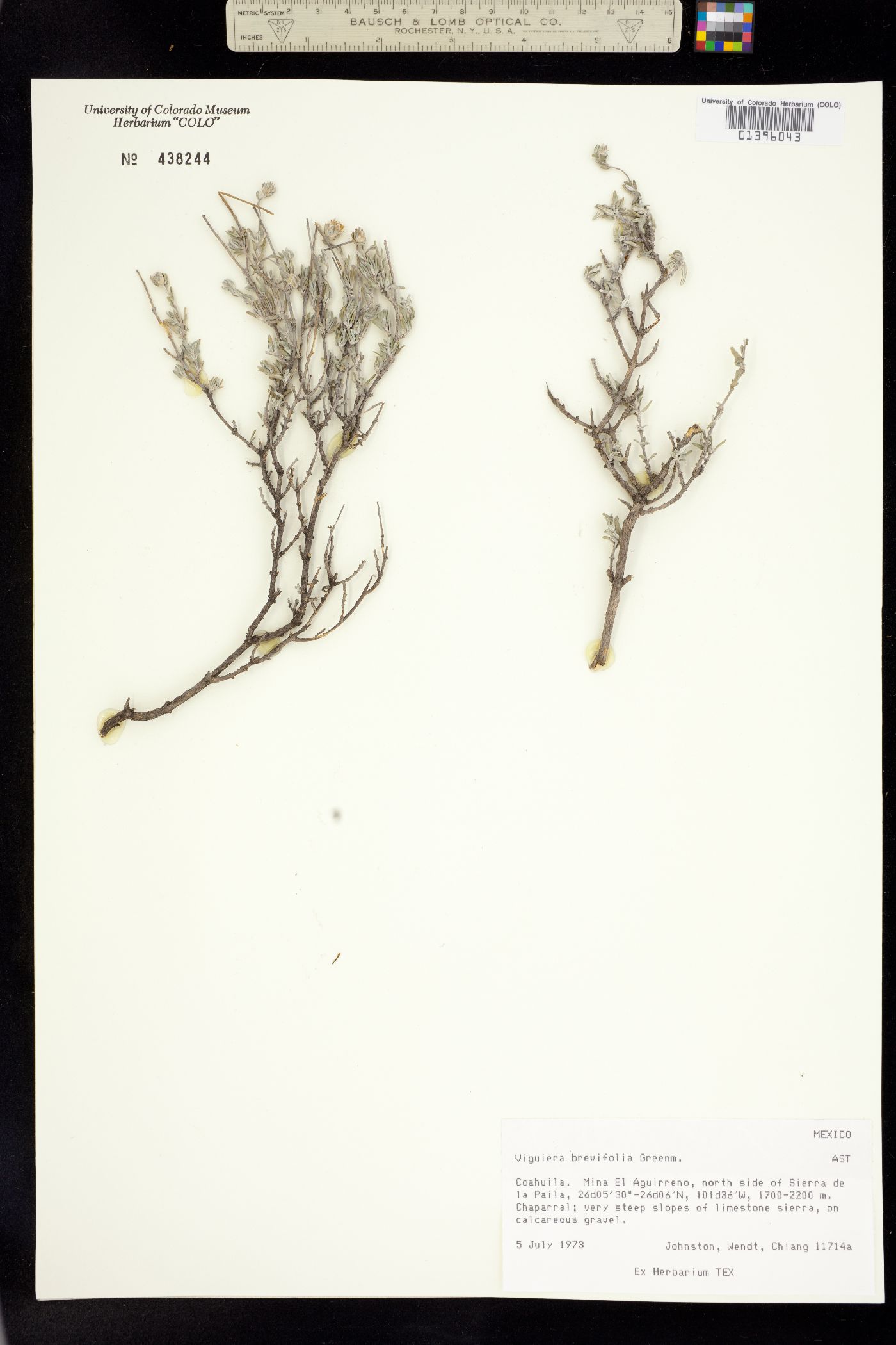 Viguiera brevifolia image