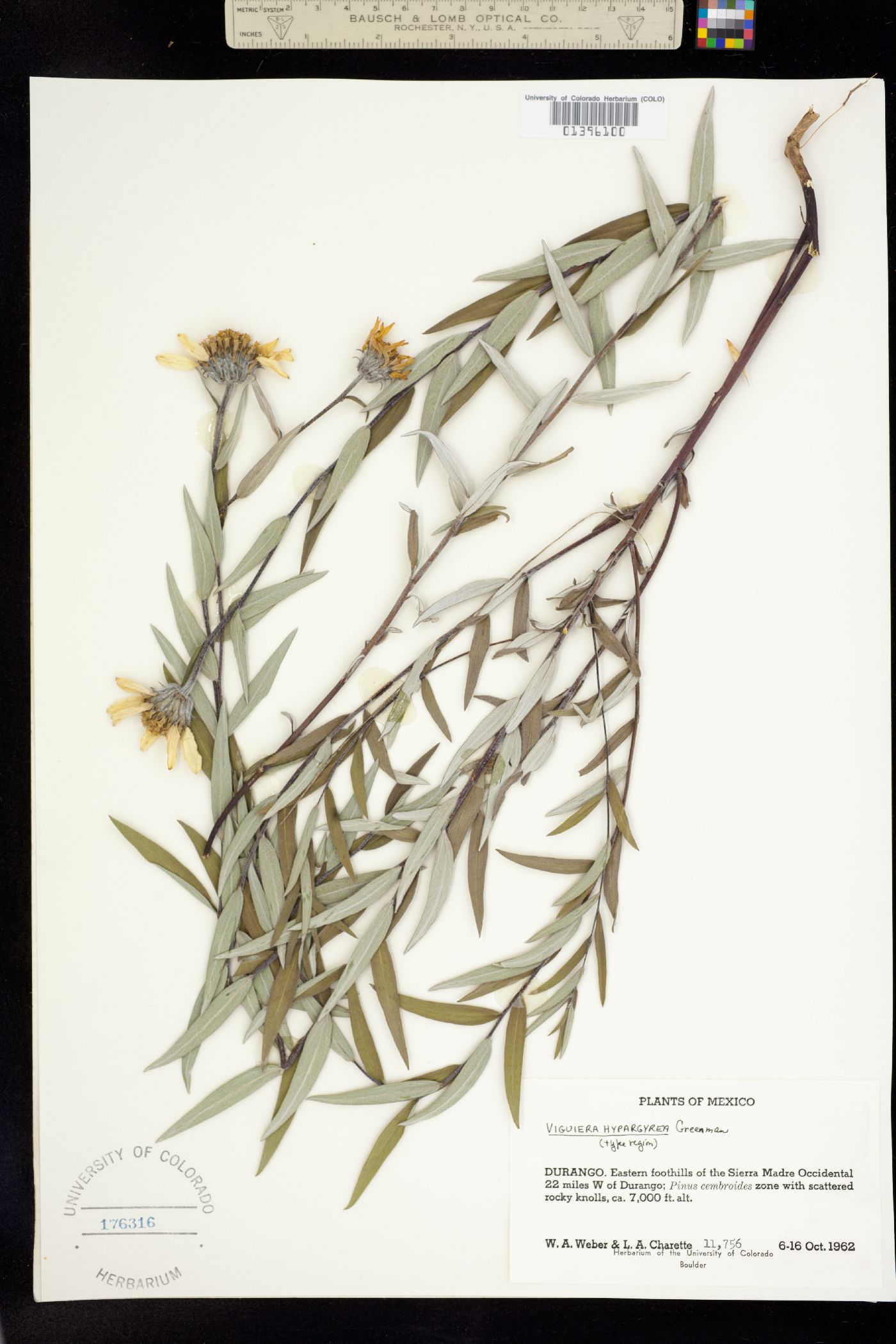 Viguiera hypargyrea image