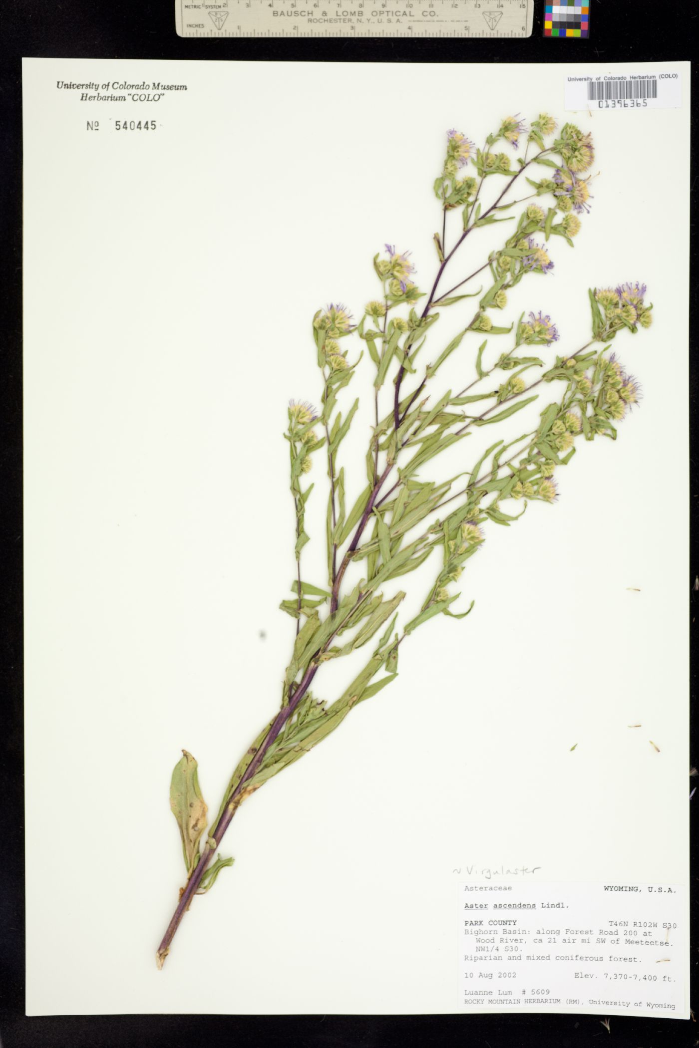 Symphyotrichum ascendens image