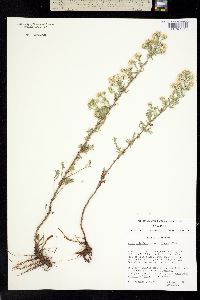 Virgulus ericoides image