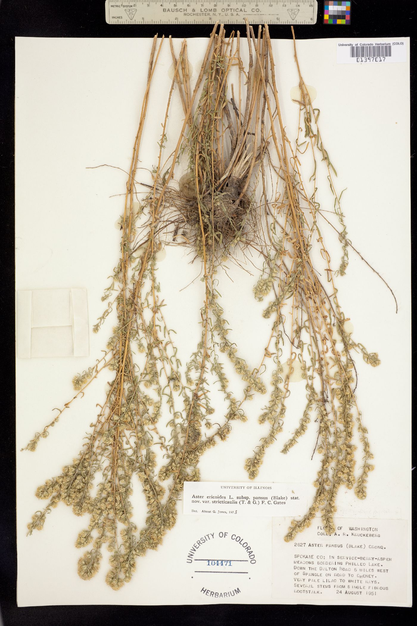 Virgulus ericoides image
