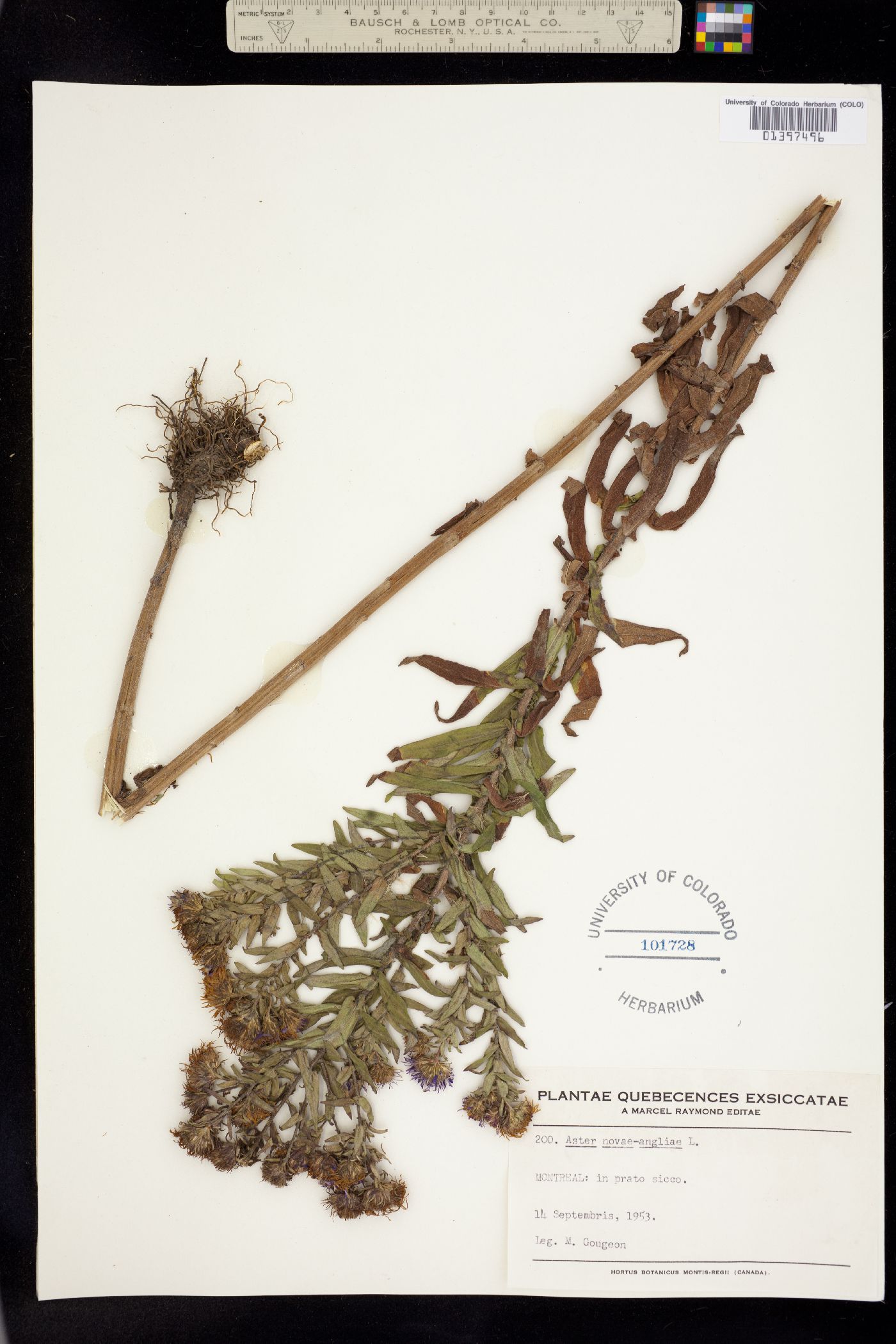 Symphyotrichum novae-angliae image