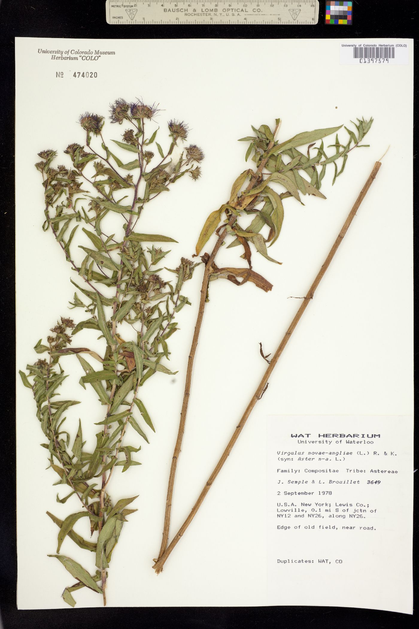 Virgulus image