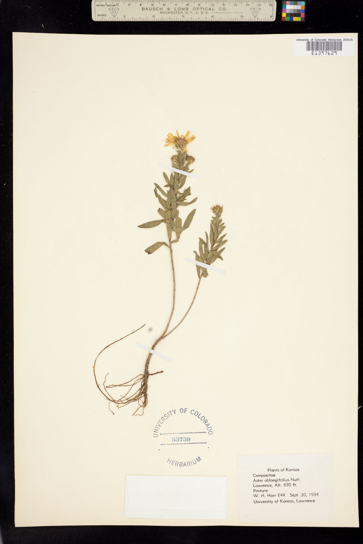 Symphyotrichum novae-angliae image