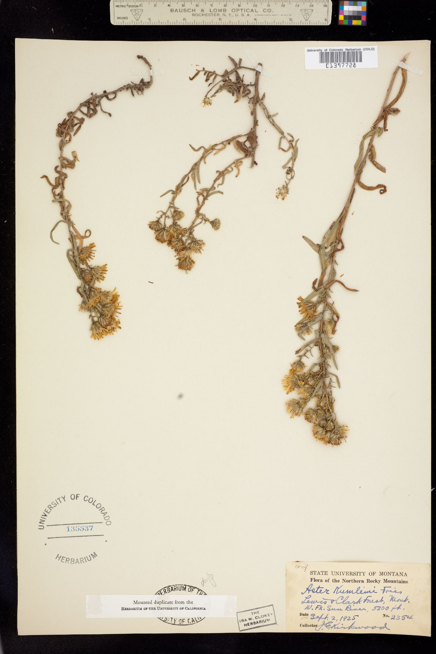 Symphyotrichum novae-angliae image