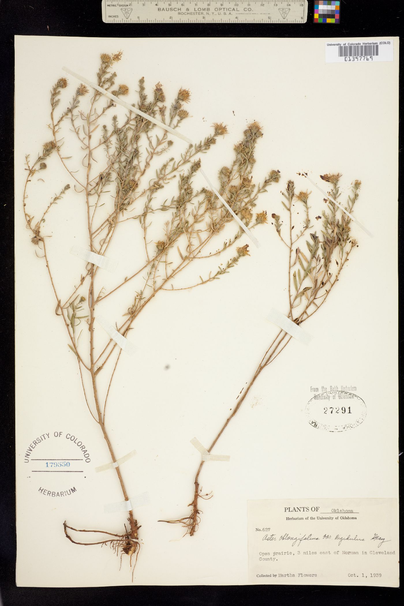 Symphyotrichum novae-angliae image