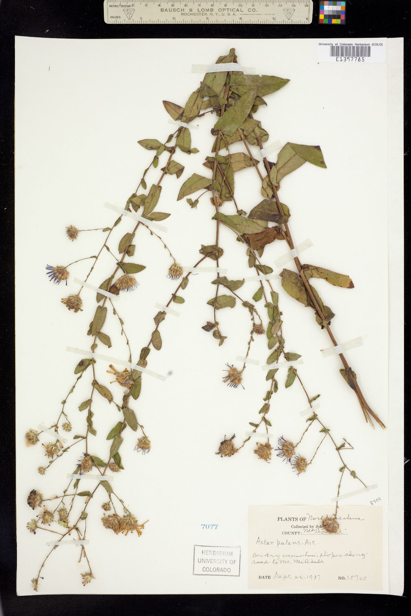 Virgulus patens image