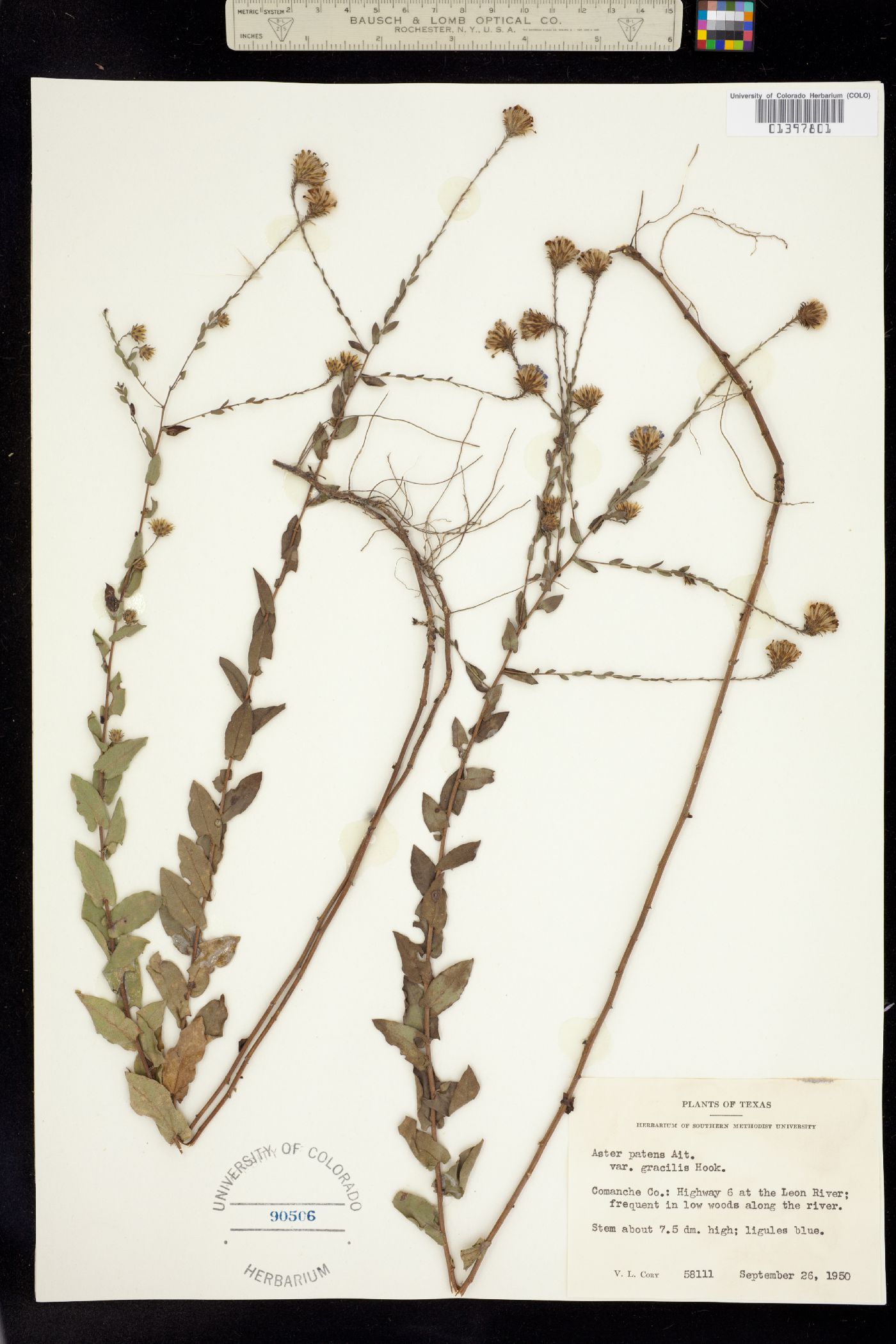 Virgulus patens image