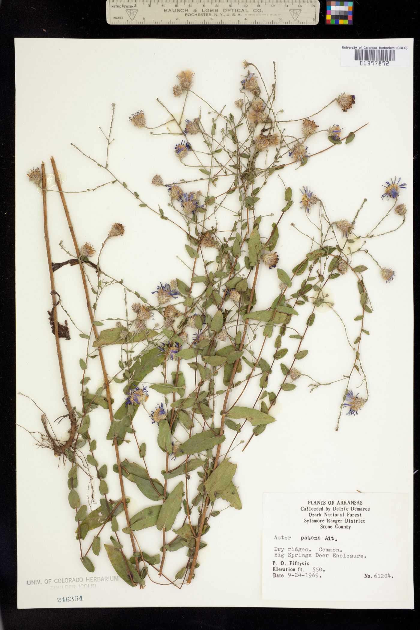 Virgulus patens image