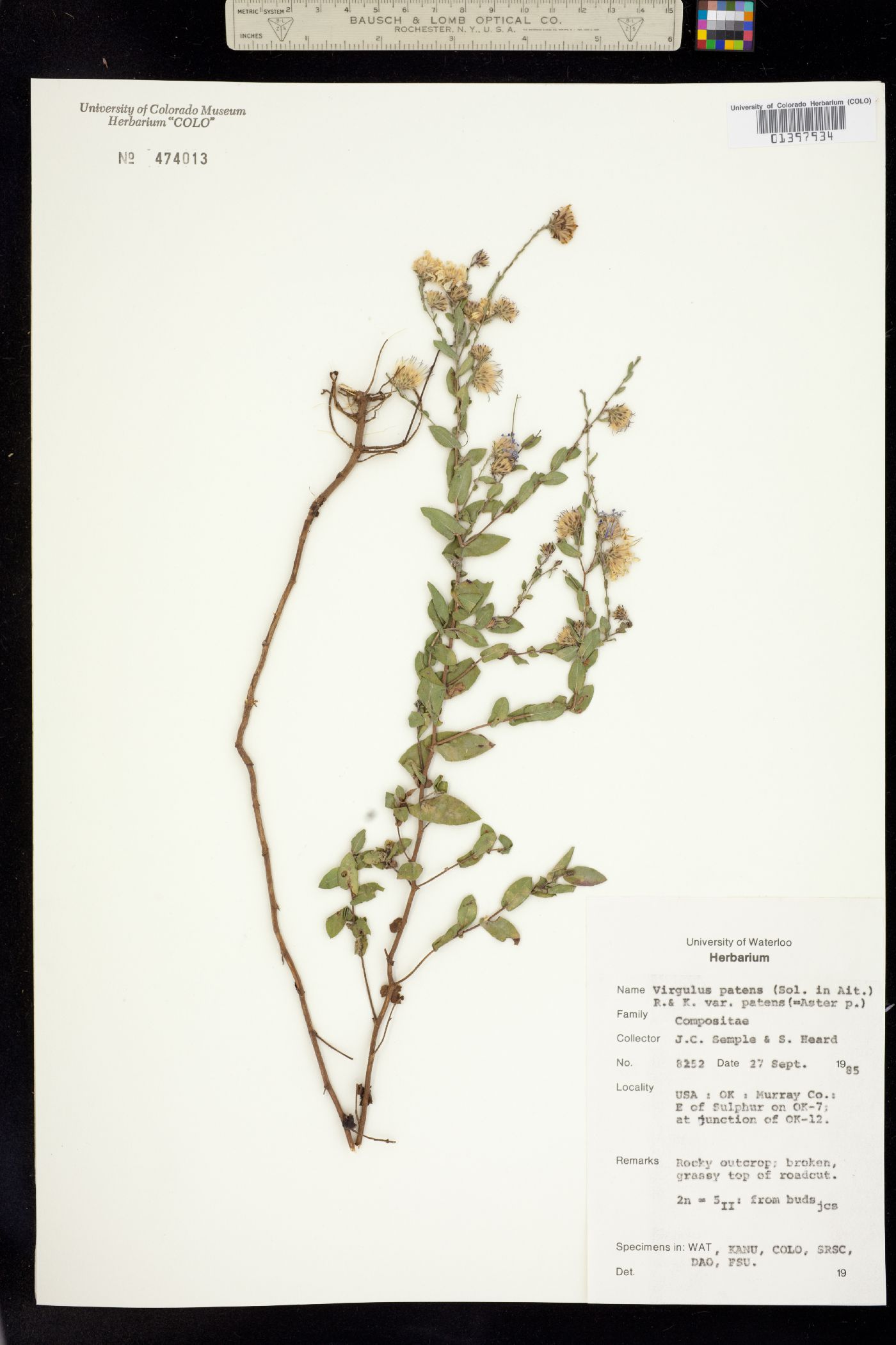 Virgulus patens image