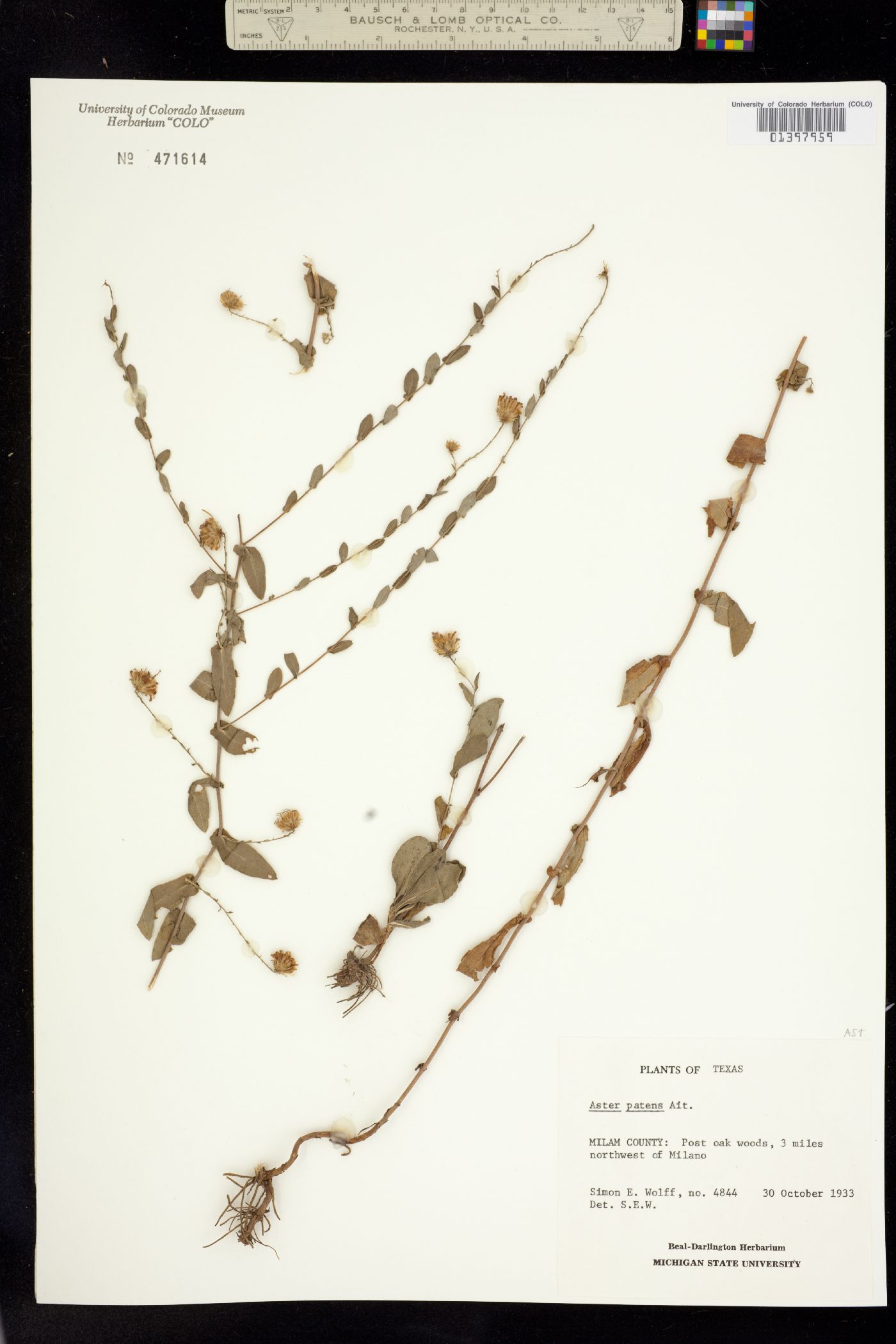 Virgulus patens image