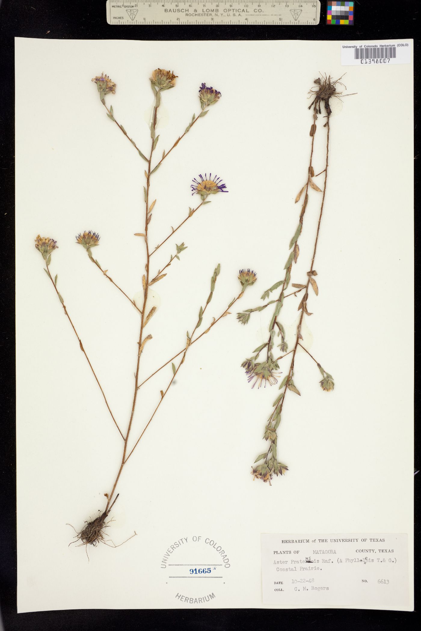 Symphyotrichum sericeum image