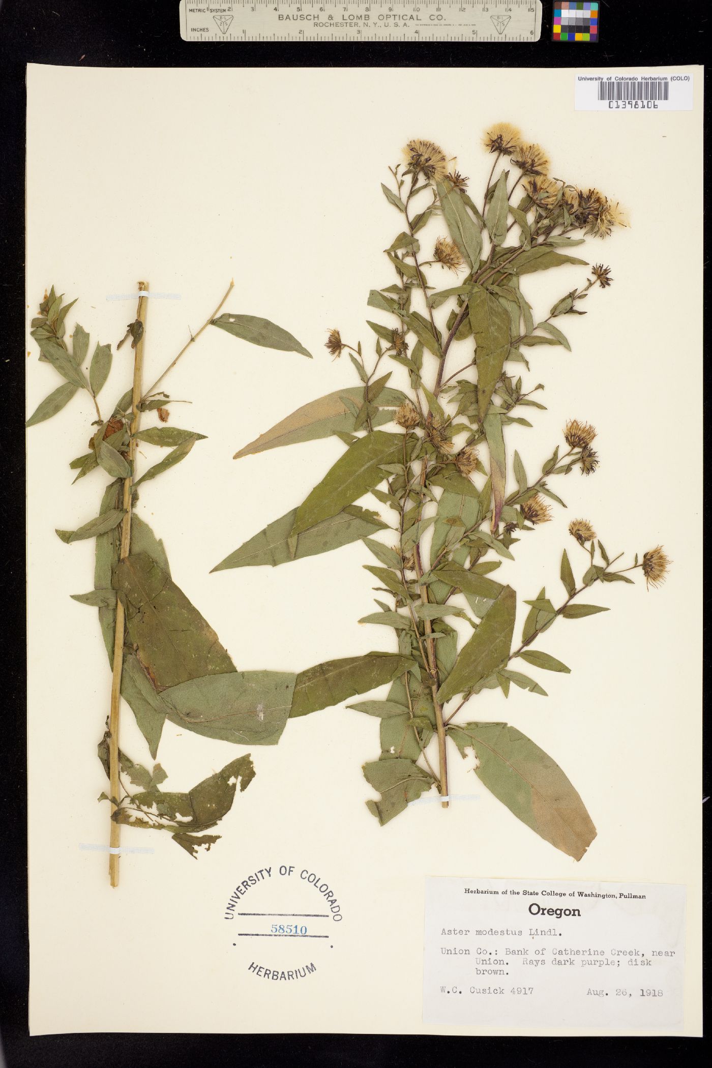 Canadanthus modestus image