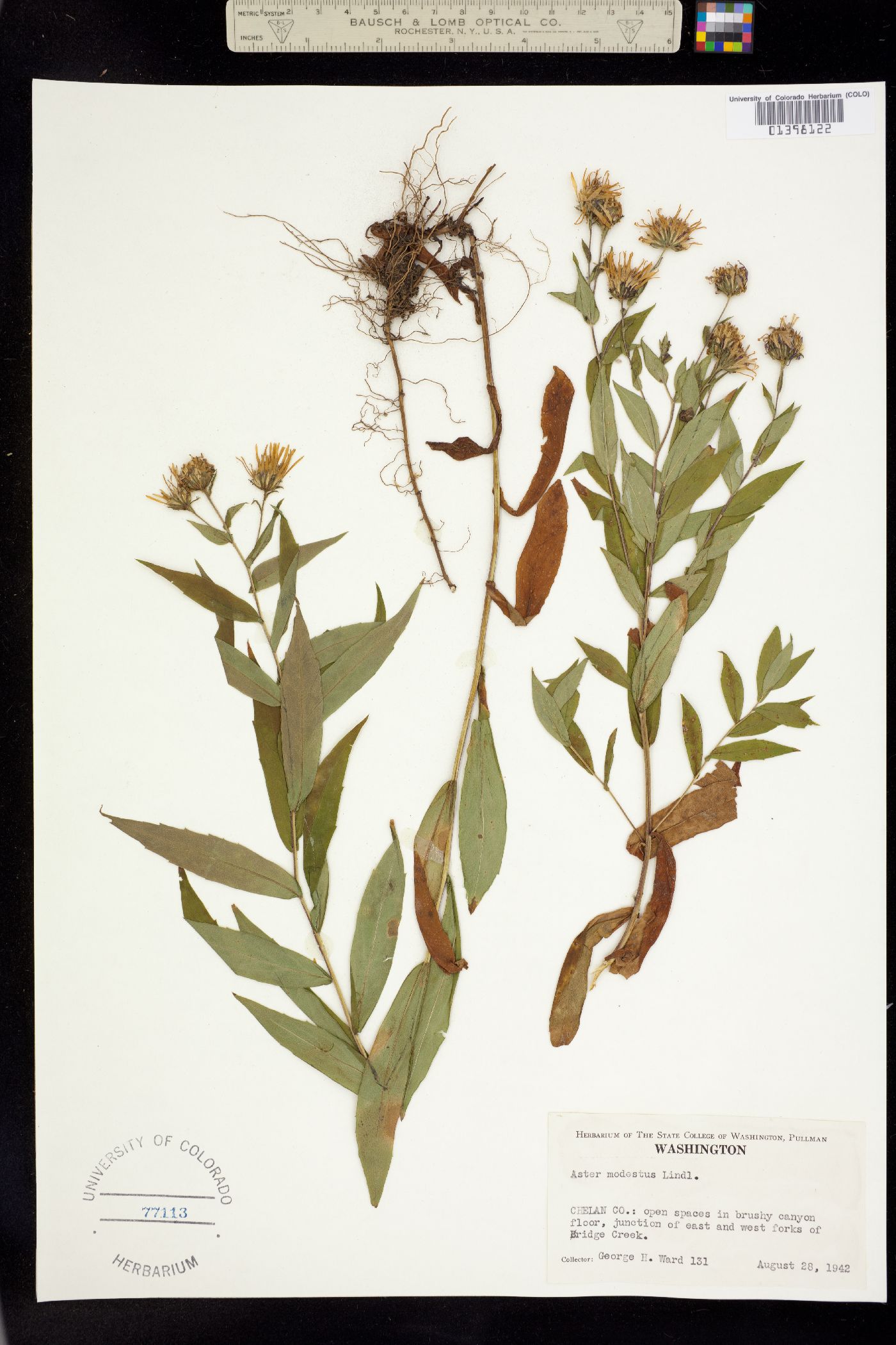 Canadanthus image