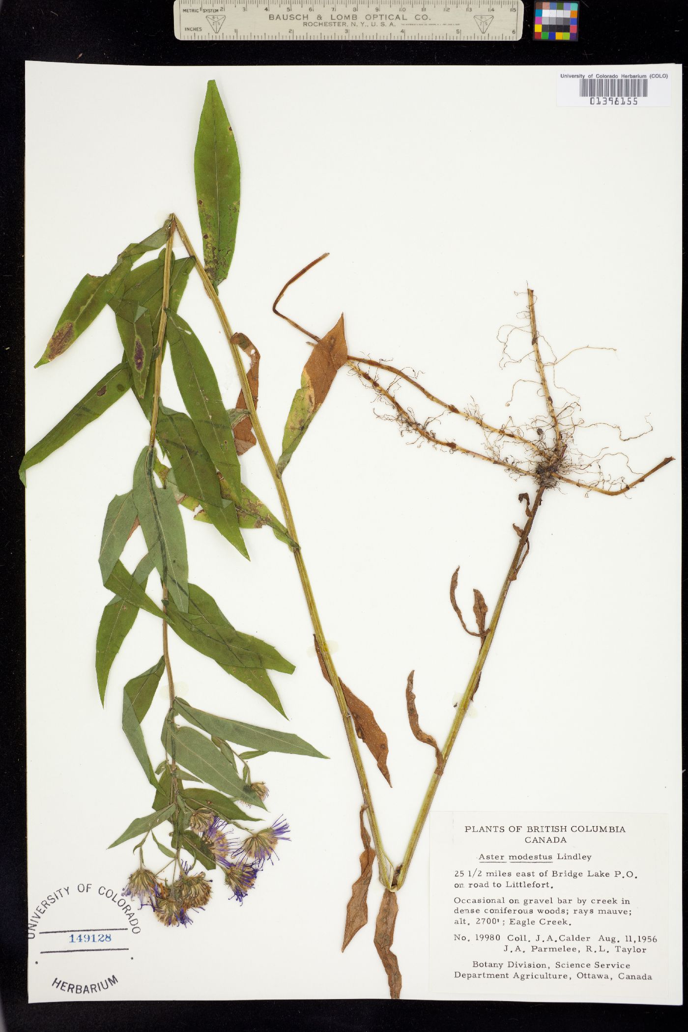Canadanthus modestus image