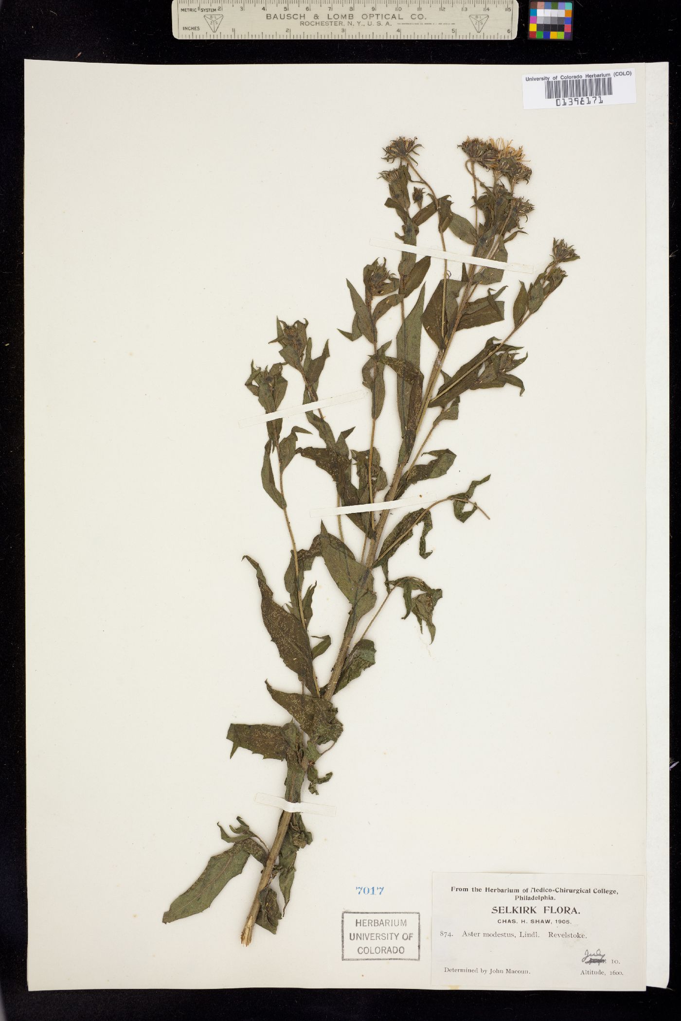 Canadanthus image